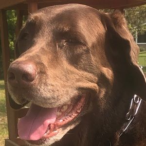 Meet your Posher, Abby